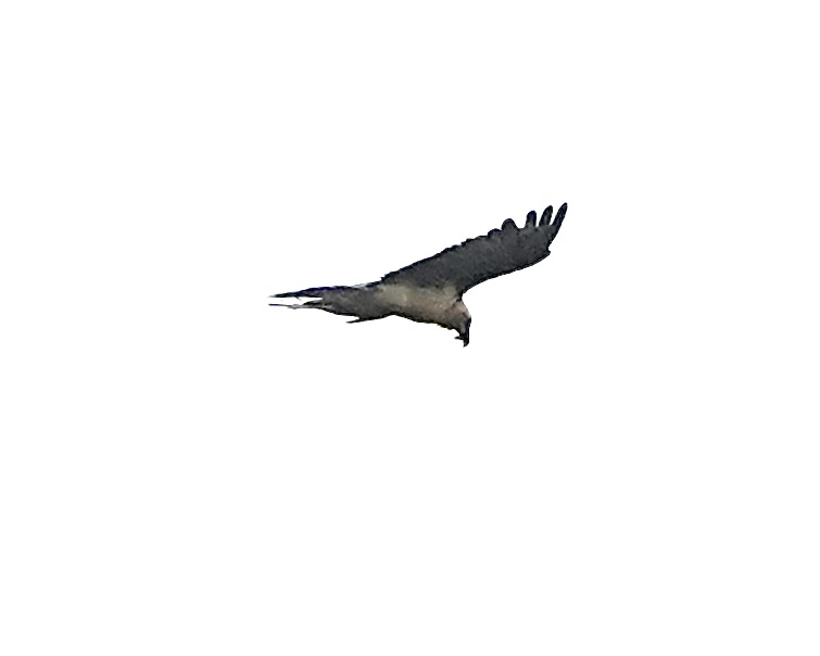 lammergeier